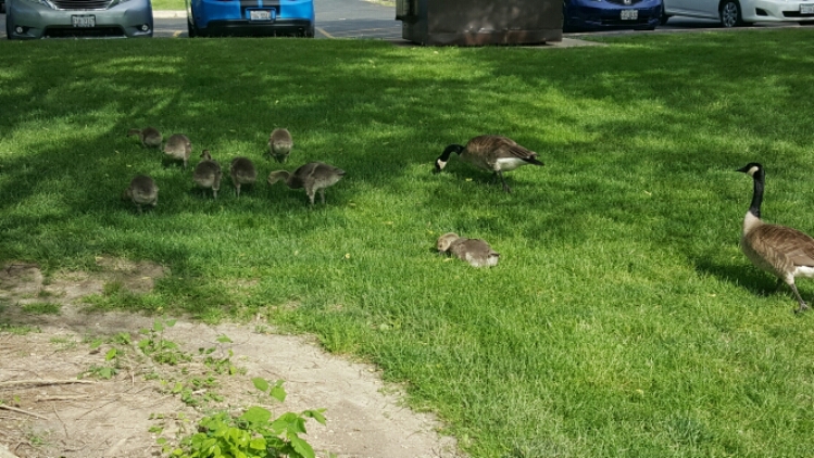 baby geese at Herrick Lake image