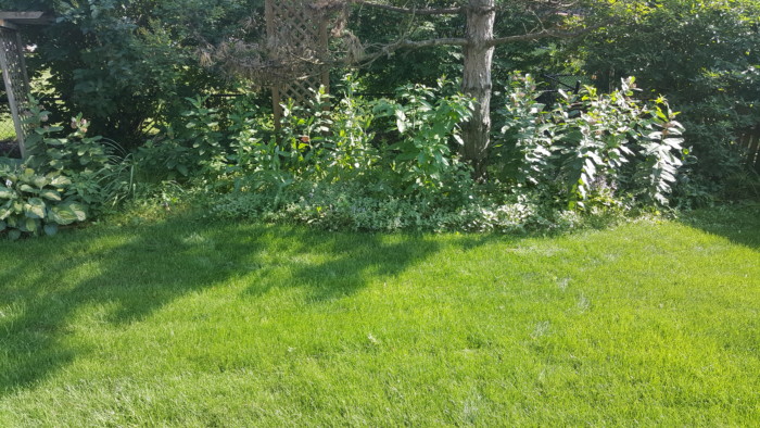 Illinois prairie backyard with milkweed