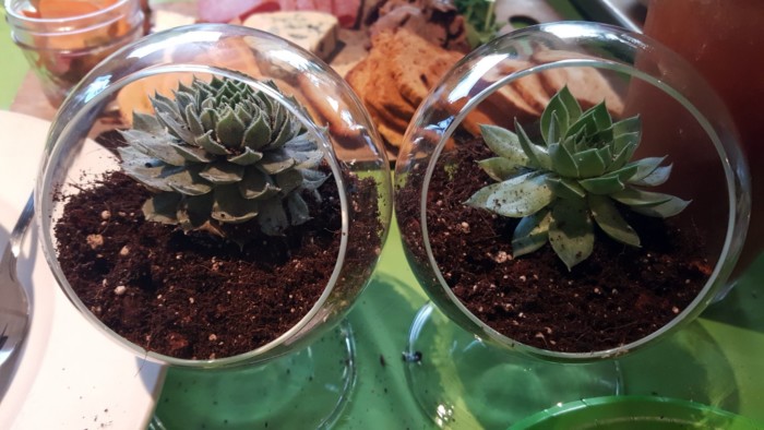 Planted succulents