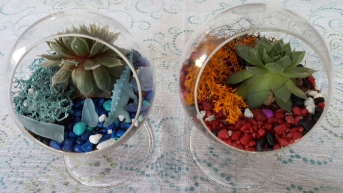 thriving succulent terrariums