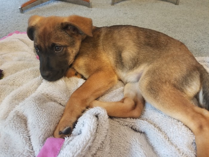 puppy snuggled on a blanket