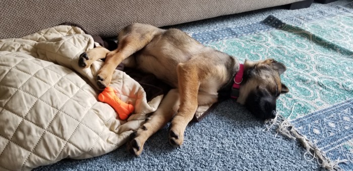 puppy napping on a blanket with a toy