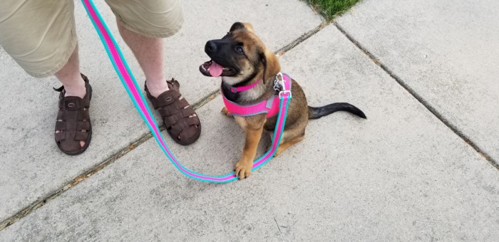 Leashed puppy sitting on the sidewalk next to owner