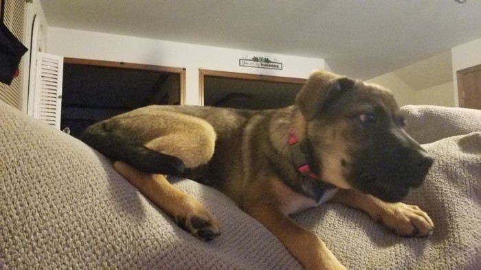 Puppy sitting on top of the couch