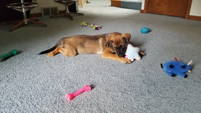 Puppy surrounded by chew toys and stuffies