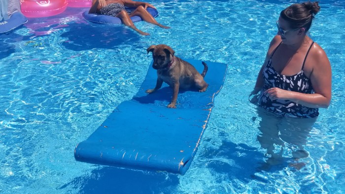 puppy on a raft in the pool