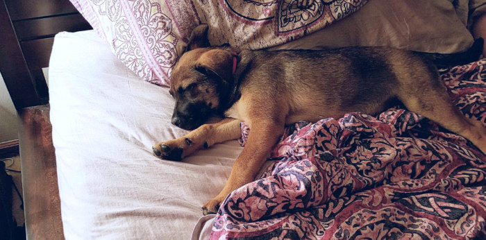 puppy sleeping in a bed