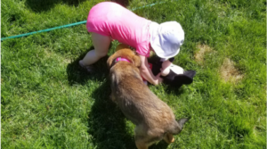 toddler and puppy playing in the grass