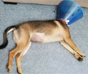 dog laying on the floor wearing a blue cone of shame