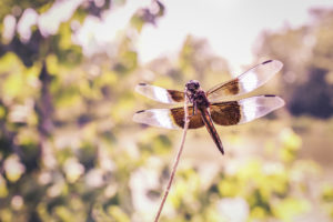 Gratisography Dragonfly