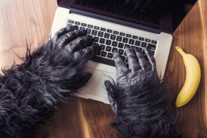Gorilla hands typing on a computer with a banana snack