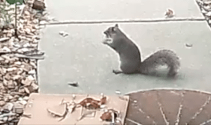 squirrel eating chocolate from an advent calendar