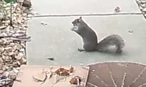 squirrel eating chocolate from an advent calendar